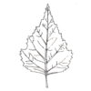 silver-birch leaf outline