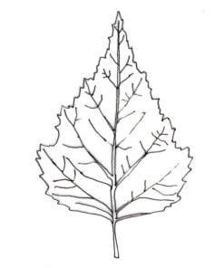 silver-birch leaf outline